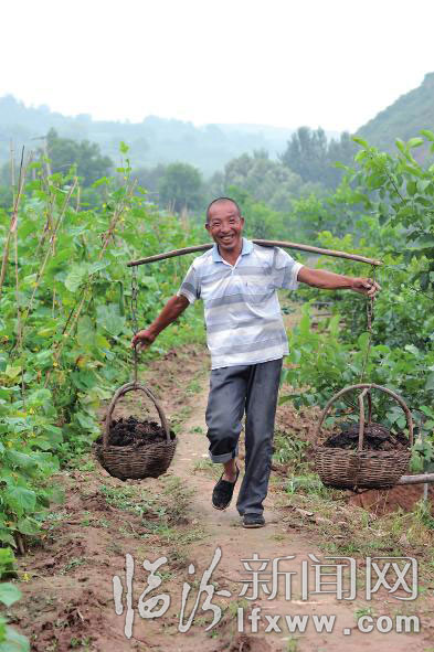 農(nóng)民把生態(tài)肥運(yùn)往菜園。 