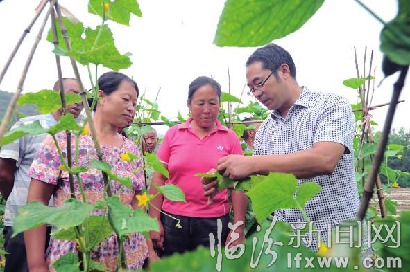 農(nóng)業(yè)技術(shù)人員給菜農(nóng)講解蔬菜的病蟲防治。 